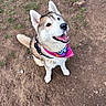 Yuki is registered to the contest to win money with this photo: animal, bandana, canine, collar, cute, dirt, dog, ears, fur, grass, happy, husky, looking_up, mammal, outdoor, pet, playful, sit, tail, tongue