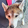 Yuki joined the competition — help win amazing prizes! dog, husky, animal, pet, close_up, outdoor, pavement, fur, face, ears, tongue, leash, jacket, canine, walking, alert, friendly, companion, cute, muzzle