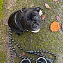 puppy, dog, black_dog, leash, shoes, sneakers, jeans, pavement, moss, leaves, outdoor, pet, cute, looking_up, young_dog, walk, playful, animal, canine, curious