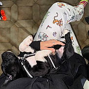 Alpha participe au concours pour gagner de l'argent avec cette photo : puppy, dog, lap, person, hand, pajama_pants, tiled_floor, dog_toys, black_and_white, petting, lying_down, indoor, cozy, cute, relaxed, clothing, floor, paw, small_dog, casual
