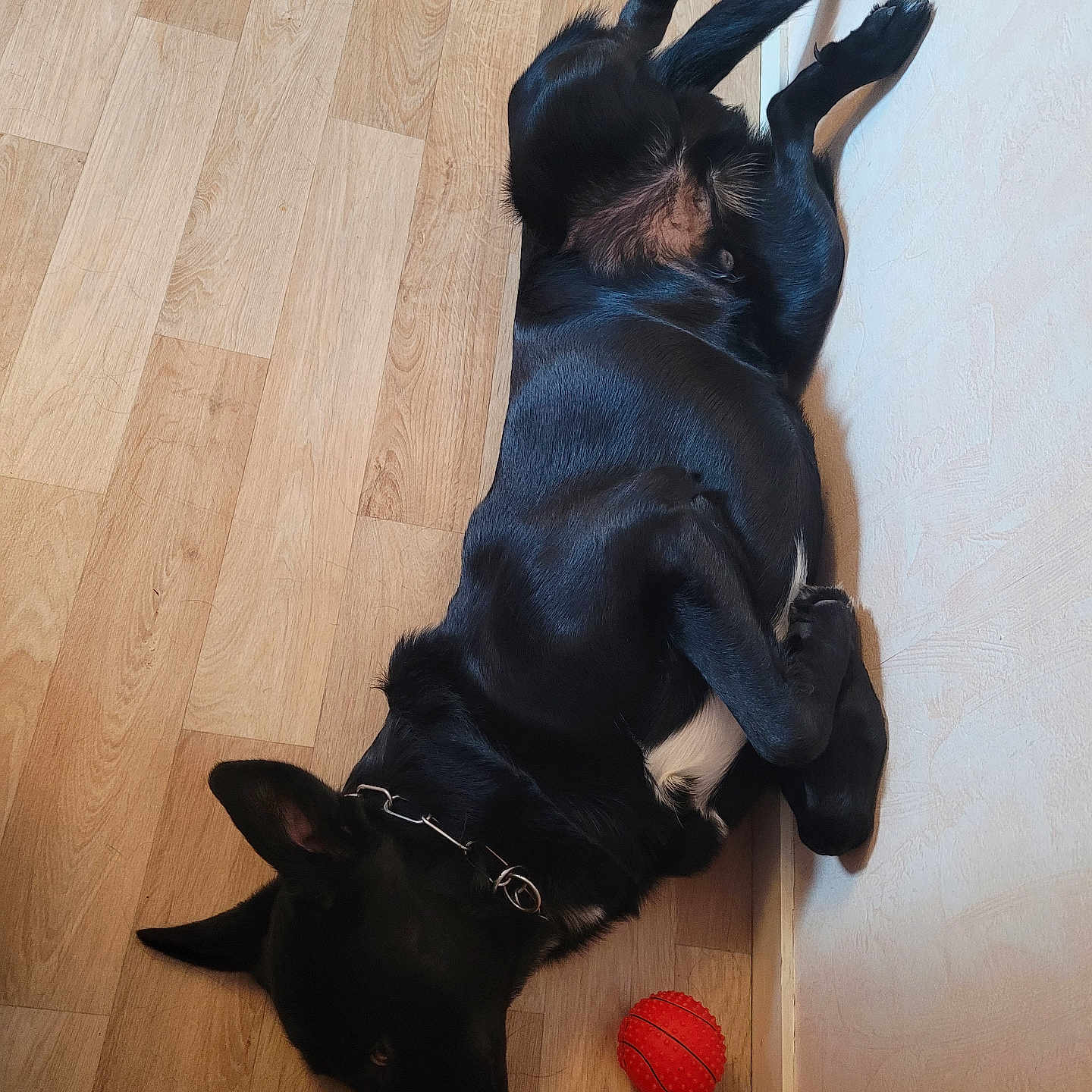 Ulysse participe au concours pour gagner de l'argent avec cette photo : accessories, animal, ball, basketball, basketballball, canine, collar, dog, hardwood, hound, indoors, interiordesign, labradorretriever, pet, plywood, puppy, sphere, sport, strap, wood