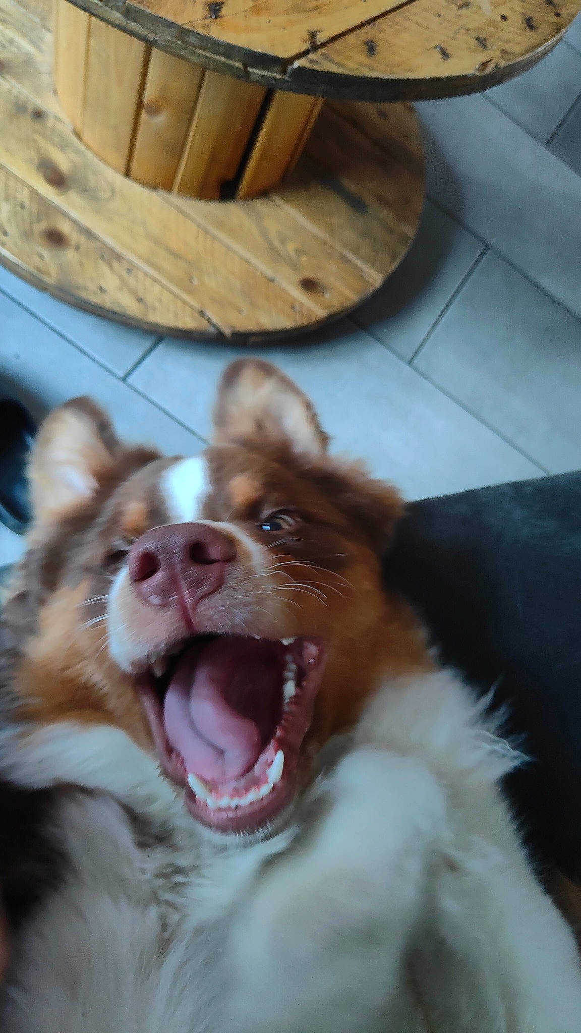 Ulk a rejoint le concours — aidez-le/la à gagner de superbes lots ! canidae, carnivore, companion_dog, dog, dog_breed, fang, fawn, flooring, fur, hardwood, liver, paw, shout, smile, snout, sporting_group, tongue, whiskers, wood, yawn