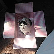 Moomoo is registered to the contest to win money with this photo: cat, box, striped, pink, white, black, pet, animal, indoor, sunlight, shadow, curious, cozy, feline, looking_up, carpet, playful, home, domestic, sitting