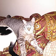 Elvis joined the competition — help win amazing prizes! cat, tabby_cat, black_and_white_cat, sleeping, stretching, quilt, patterned_bedding, indoor, pet, animal, feline, resting, cozy, fur, whiskers, tail, paw, bed, comfort, domestic_animal