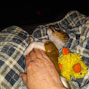 Bella Rose is registered to the contest to win money with this photo: blanket, comfort, cozy, cuddle, dog, fur, hand, indoor, orange, pet, plaid, puppy, relaxation, resting, sleepy, small_dog, stuffed_animal, toy, warm, yellow