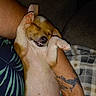 Bella Rose is registered to the contest to win money with this photo: animal, arm, blanket, closed_eyes, comfort, cozy, cute, dog, fur, human, indoor, paw, pet, puppy, relaxed, resting, skin, sleeping, smile, tattoo