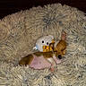 Bella Rose joined the competition — help win amazing prizes! adorable, animal, brown_and_white, comfort, companion, cozy, cute, dog, fluffy_blanket, fur, indoor, nap, pet, puppy, relaxation, resting, sleeping, small_dog, soft_texture, stuffed_toy
