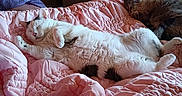 Leo Lunsford joined the competition — help win amazing prizes! animal, bed, bedroom, blanket, cat, comfort, cozy, cute, domestic, feline, fur, furniture, indoor, paw, pink, quilt, relaxed, resting, sleeping, two_cats