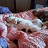 animal, bed, bedroom, blanket, cat, comfort, cozy, cute, domestic, feline, fur, furniture, indoor, paw, pink, quilt, relaxed, resting, sleeping, two_cats