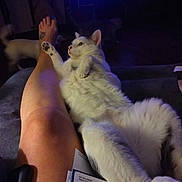 Leo Lunsford joined the competition — help win amazing prizes! cat, couch, cozy, dim_lighting, feline, fluffy, fur, home, indoor, leg, living_room, papers, paw, person, pet, relaxing, resting, tattoo, television, white_cat