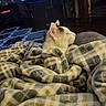 animal, blanket, cat, cozy, decor, domestic, furniture, home, indoor, living_room, patterned_blanket, pet, quiet, relaxing, resting, sleeping_cat, soft_texture, television, warm, wood_floor