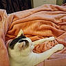 animal, black_spots, blanket, cat, comfort, cozy, cute, domestic, fur, furniture, indoor, paw, pet, pink_blanket, relaxation, resting, sleepy, soft, warm, white_cat