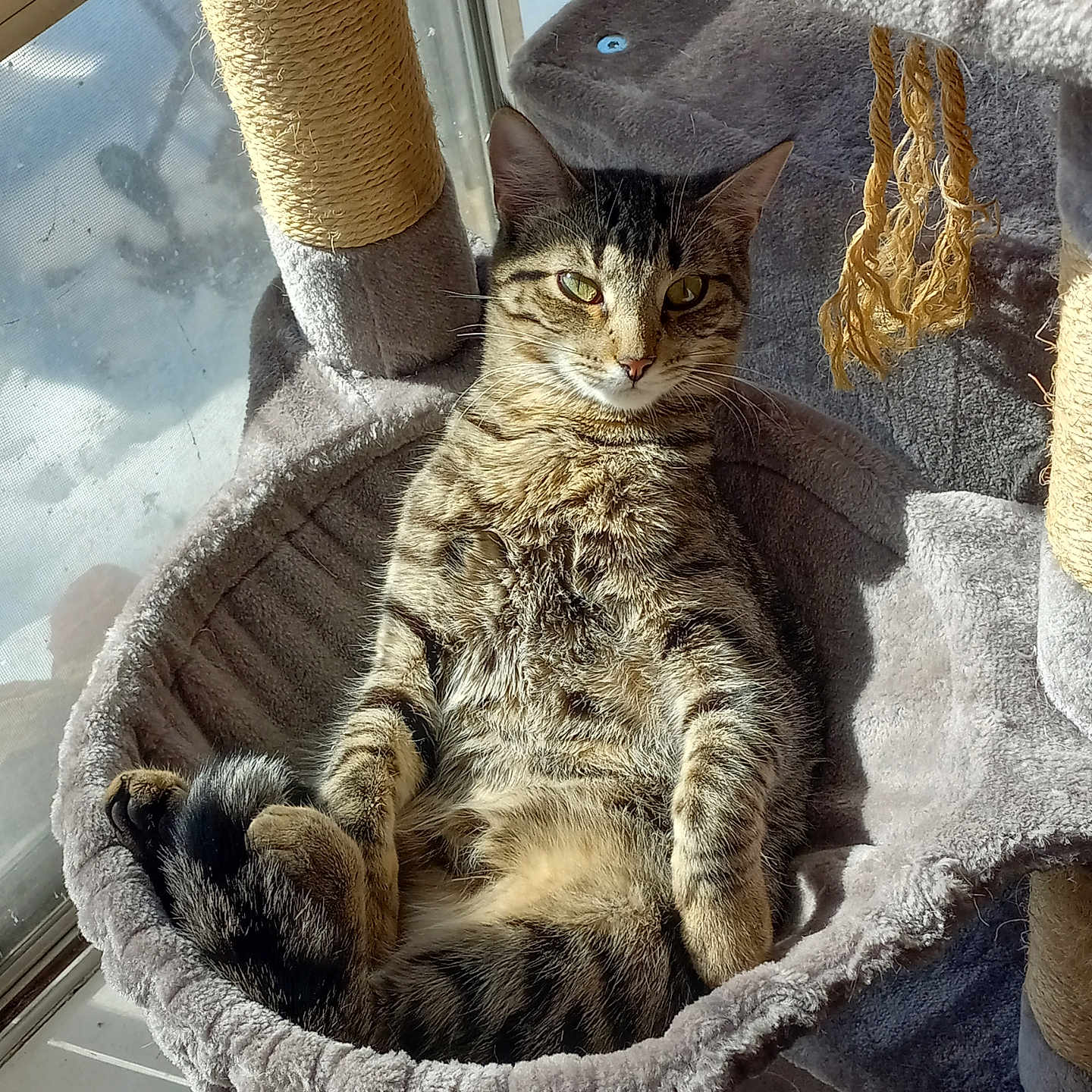 Rezmond joined the competition — help win amazing prizes! cat, tabby, cat_tree, hammock, sunlight, window, indoor, pet, relaxed, feline, fur, whiskers, cozy, sleepy, home, animal, cute, resting, comfortable, striped