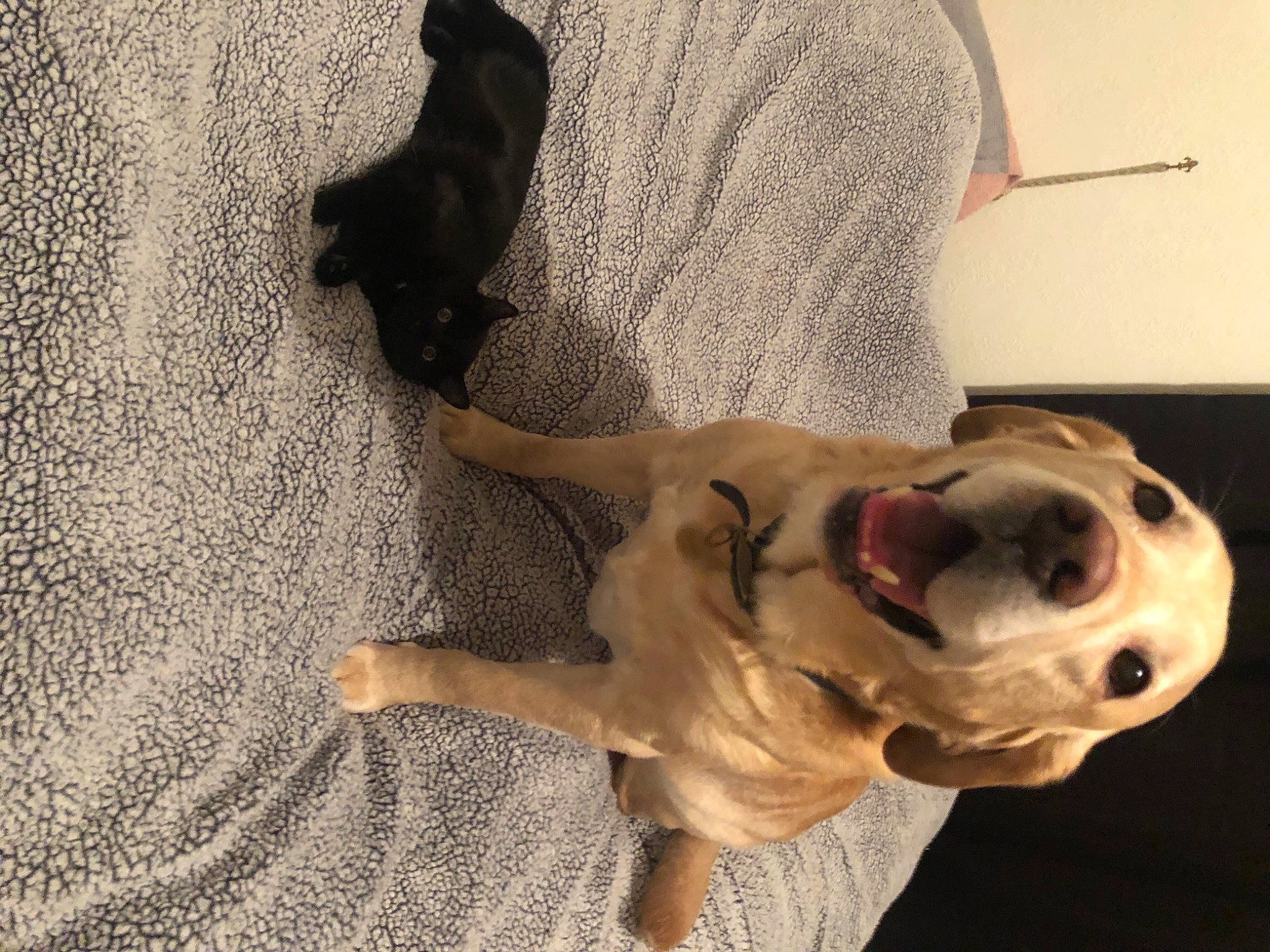 Fletcher is registered to the contest to win money with this photo: canidae, carnivore, collar, comfort, companion_dog, dog, dog_breed, dog_collar, ear, fawn, mammal, paw, pet_supply, snout, sporting_group, tail, vertebrate, whiskers, wood, working_animal