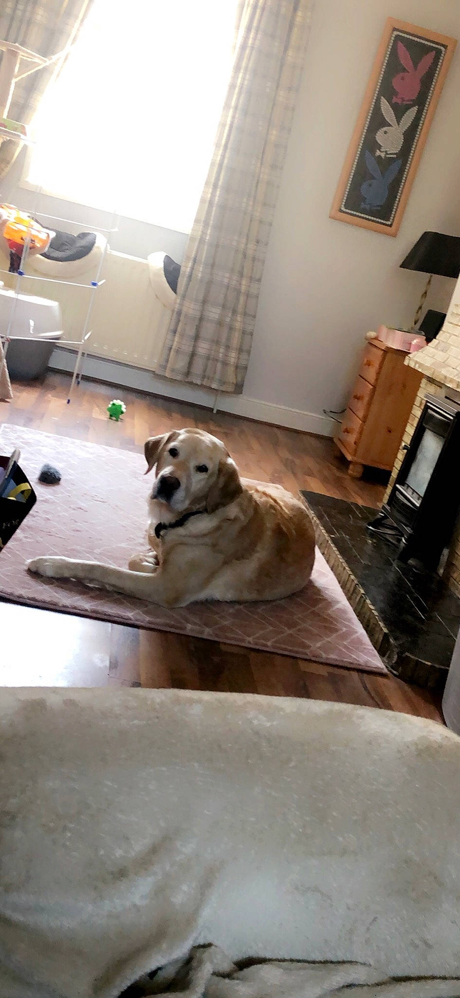 Fletcher is registered to the contest to win money with this photo: carnivore, companion_dog, dog, dog_breed, door, fawn, floor, flooring, hardwood, laminate_flooring, pet_supply, picture_frame, room, sporting_group, tail, tile, window, wood, wood_flooring, working_animal