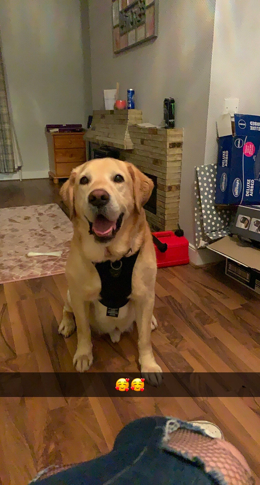 Fletcher is registered to the contest to win money with this photo: carnivore, collar, companion_dog, dog, dog_breed, dog_collar, dog_supply, fawn, floor, flooring, fur, gun_dog, hardwood, pet_supply, retriever, snout, tail, wood, wood_flooring, working_animal