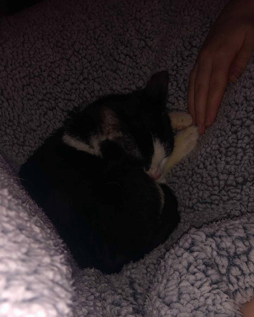 Luka is registered to the contest to win money with this photo: black_cat, carnivore, cat, comfort, dog_breed, domestic_short_haired_cat, felidae, gesture, grey, human_leg, linens, nail, small_to_medium_sized_cats, snout, sporting_group, tail, thigh, tints_and_shades, whiskers, wrist