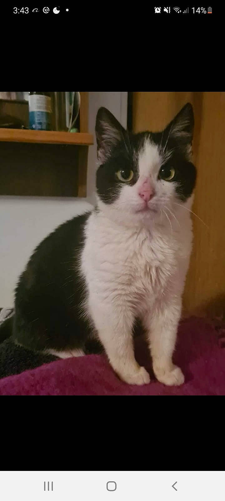 Luka joined the competition — help win amazing prizes! bookcase, carnivore, cat, domestic_short_haired_cat, eye, felidae, flooring, foot, fur, leg, paw, rectangle, shelf, shelving, sitting, small_to_medium_sized_cats, snout, tail, whiskers, window