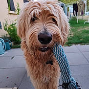 Léo participe au concours pour gagner de l'argent avec cette photo : backyard, chewing, close_up, dog, fluffy, garden, golden_dog, grass, house, natural_light, nose, outdoor, patio, pet, playful, portrait, rope_toy, shaggy_fur, smile, teeth