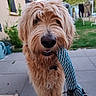 backyard, chewing, close_up, dog, fluffy, garden, golden_dog, grass, house, natural_light, nose, outdoor, patio, pet, playful, portrait, rope_toy, shaggy_fur, smile, teeth