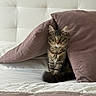 Tigrou a rejoint le concours — aidez-le/la à gagner de superbes lots ! cat, tabby_cat, fluffy, longhaired, pet, animal, sitting, upright, wide_eyes, whiskers, ears, fur, striped_fur, tail, pillow, bed, bedding, bedroom, cozy, indoor