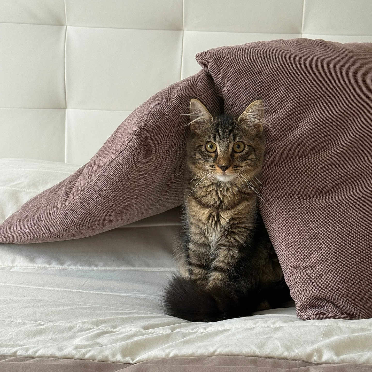 Tigrou