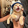 animal, cat, close_up, couch, cute, face, floral_pattern, funny_expression, furry, hand, indoor, kitten, knitted_hat, meowing, orange_cat, paw, person, pet, phone, whiskers
