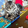 Atlus joined the competition — help win amazing prizes! cat, tabby_cat, feline, puzzle_pieces, tray, table, chair, indoor, pet, fur, whiskers, ears, eyes, kitchen, home, relaxed, sitting, animal, domestic, furniture