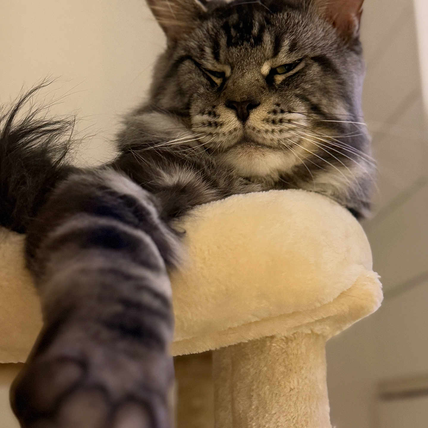 Atlus joined the competition — help win amazing prizes! animal, beige, cat, cat_tree, claws, close_up, cozy, feline, fur, indoor, mammal, paw, pet, portrait, relaxed, sleepy, soft_lighting, stretching, tabby_cat, whiskers