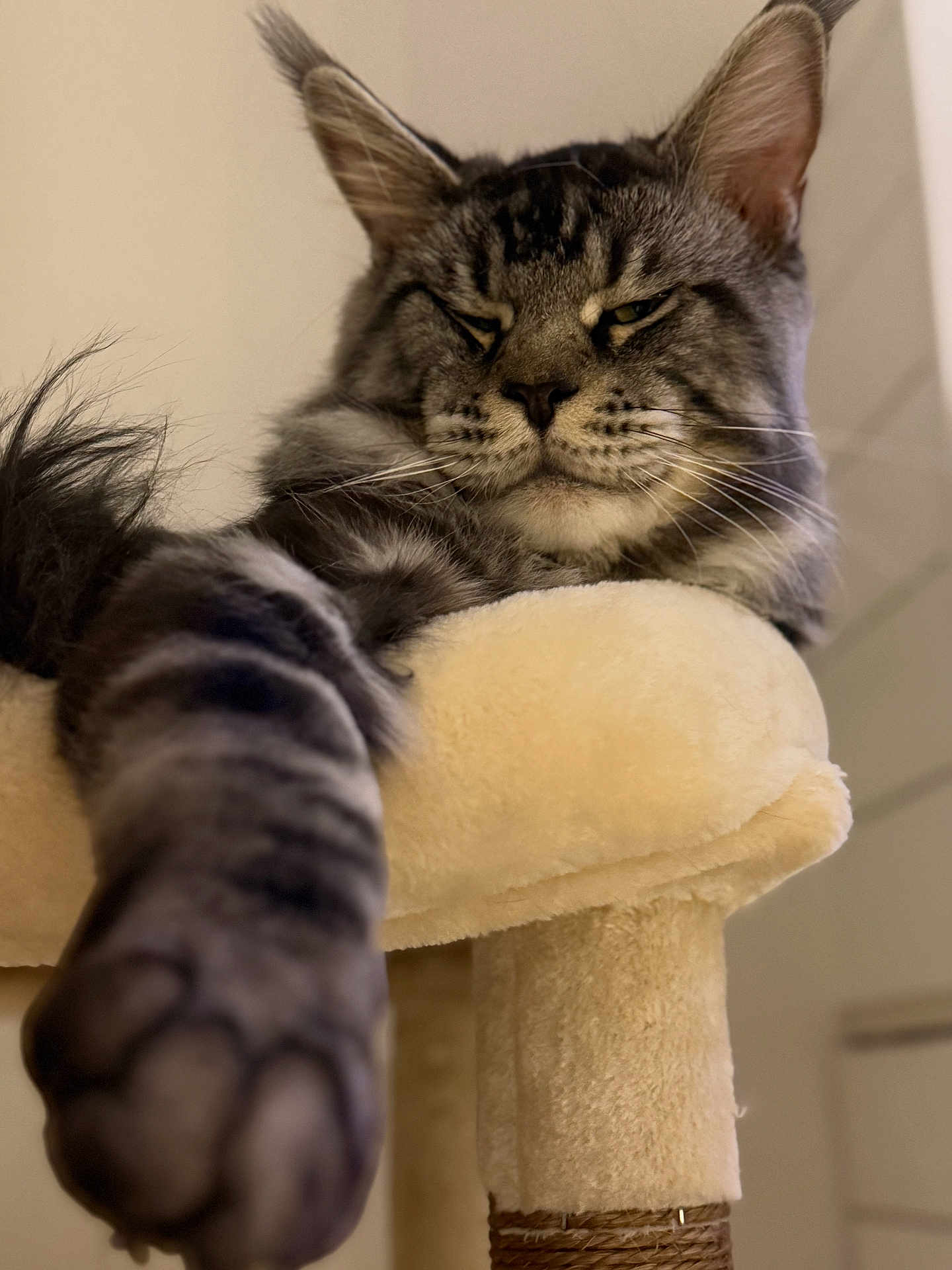 Atlus joined the competition — help win amazing prizes! cat, tabby_cat, paw, feline, pet, indoor, cat_tree, stretching, close_up, whiskers, fur, relaxed, cozy, soft_lighting, beige, sleepy, animal, mammal, claws, portrait