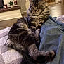 cat, fluffy, lounging, sleeping, cozy, blanket, jeans, indoor, living_room, furniture, wood_floor, relaxed, pet, cute, tabby, long_tail, ears, fur, resting, home