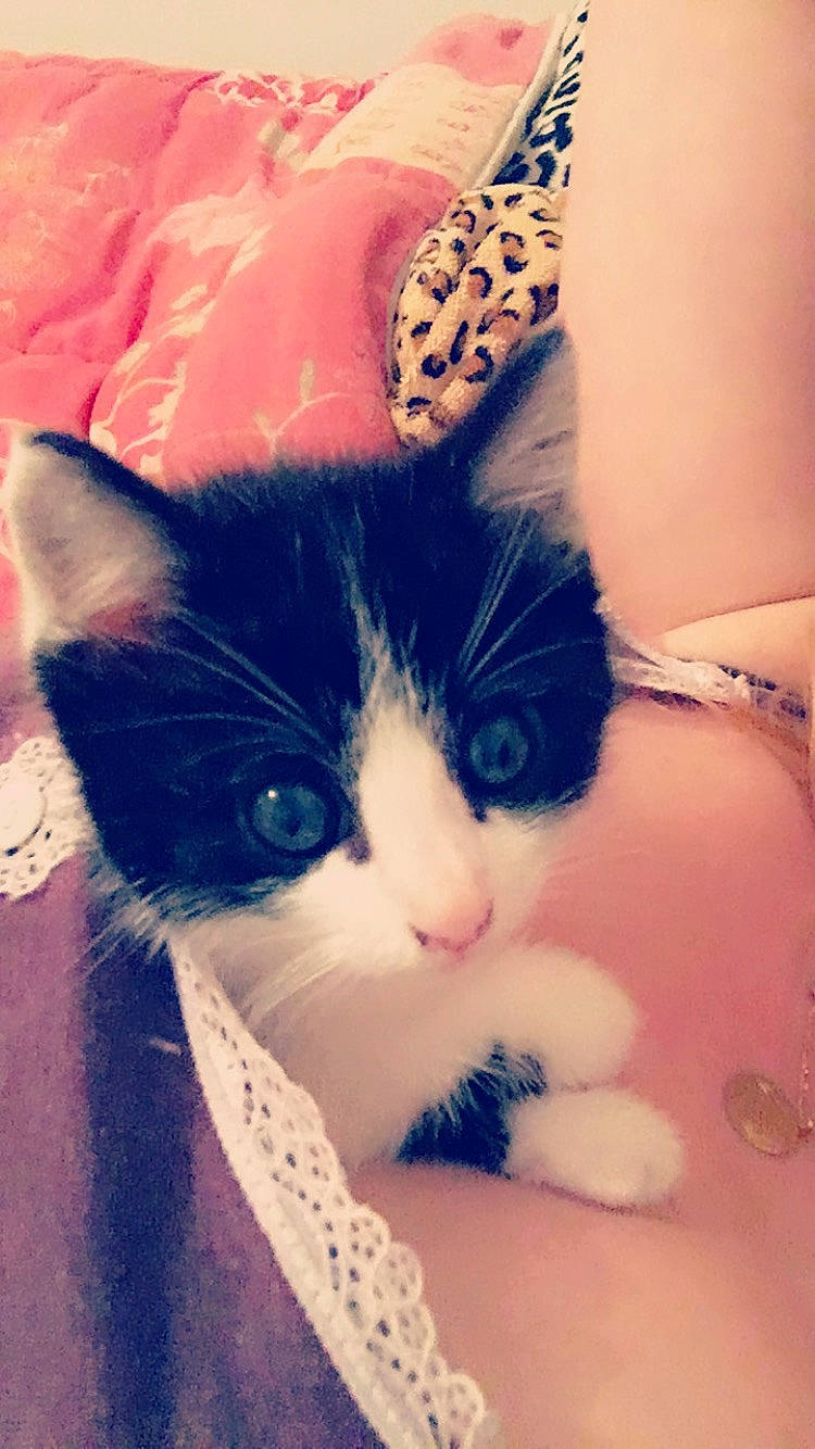 Sacha participe au concours pour gagner de l'argent avec cette photo : aegean_cat, american_wirehair, asian, carnivore, cat, domestic_short_haired_cat, ear, european_shorthair, eye, felidae, fur, kitten, leg, nose, polydactyl_cat, skin, small_to_medium_sized_cats, snout, tail, whiskers