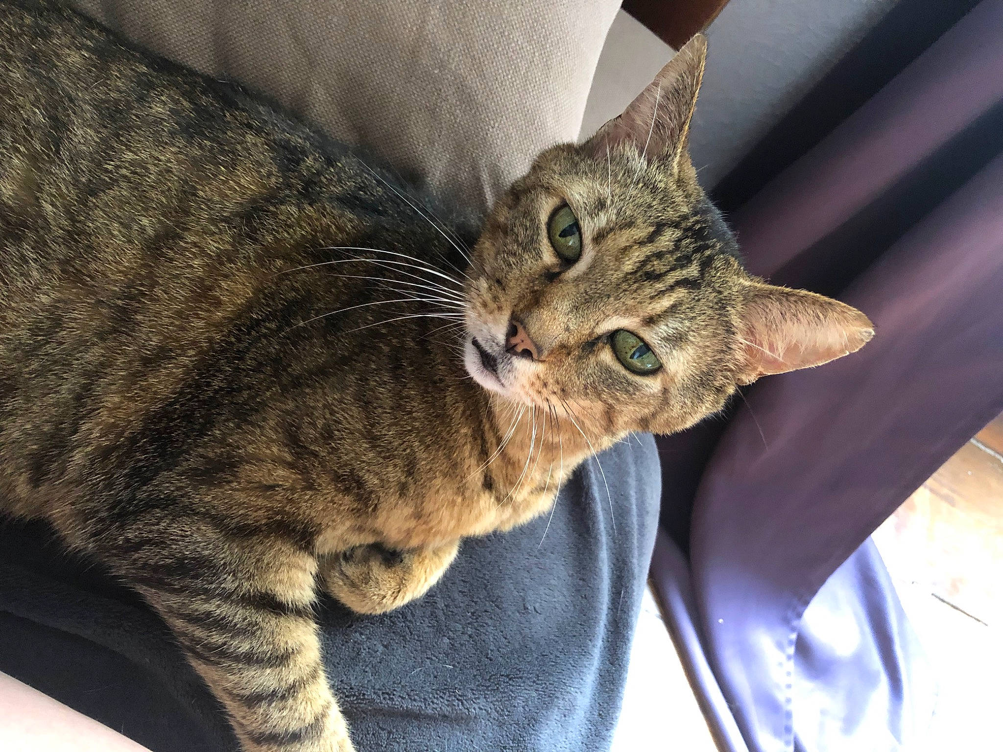 Léon participe au concours pour gagner de l'argent avec cette photo : carnivore, cat, claw, comfort, domestic_short_haired_cat, felidae, fur, paw, sitting, small_to_medium_sized_cats, snout, terrestrial_animal, tree, whiskers, wildlife