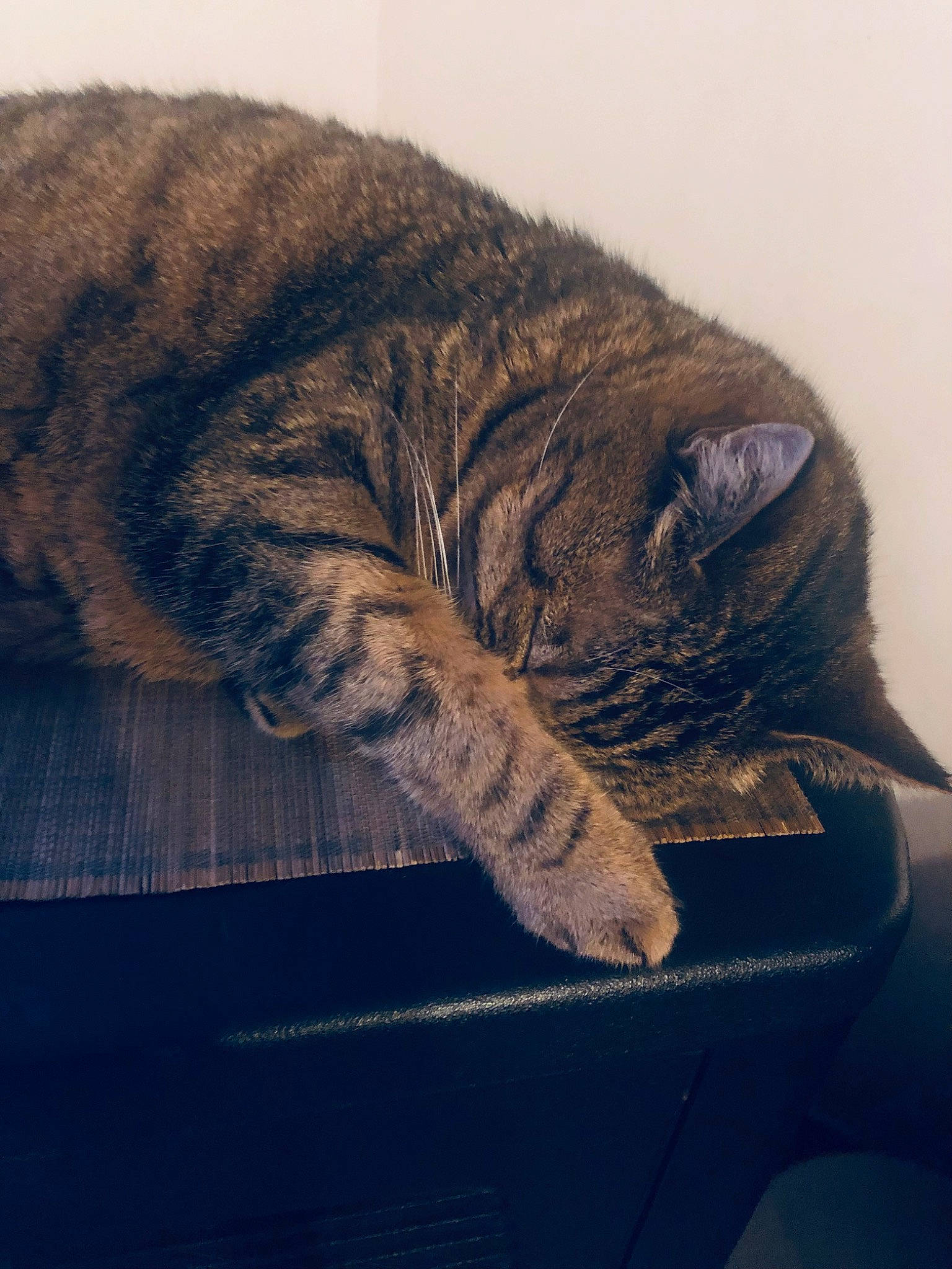 Léon a rejoint le concours — aidez-le/la à gagner de superbes lots ! carnivore, cat, claw, comfort, domestic_short_haired_cat, eye, felidae, fur, grey, nap, paw, sleep, small_to_medium_sized_cats, snout, tail, terrestrial_animal, whiskers, wildlife, window, wood