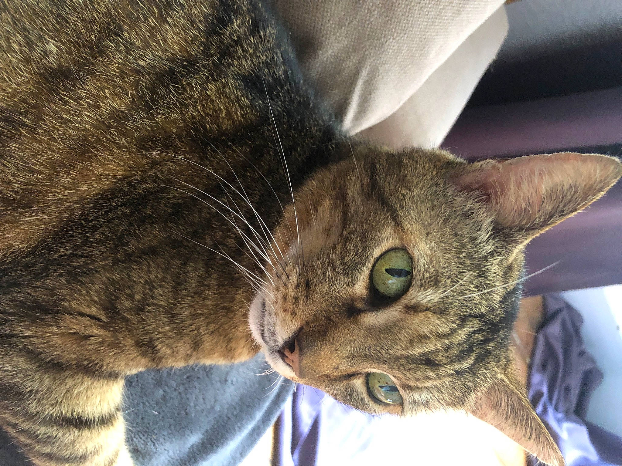 Léon a rejoint le concours — aidez-le/la à gagner de superbes lots ! carnivore, cat, comfort, domestic_short_haired_cat, ear, eye, felidae, fur, head, paw, small_to_medium_sized_cats, snout, terrestrial_animal, tree, whiskers, wildlife