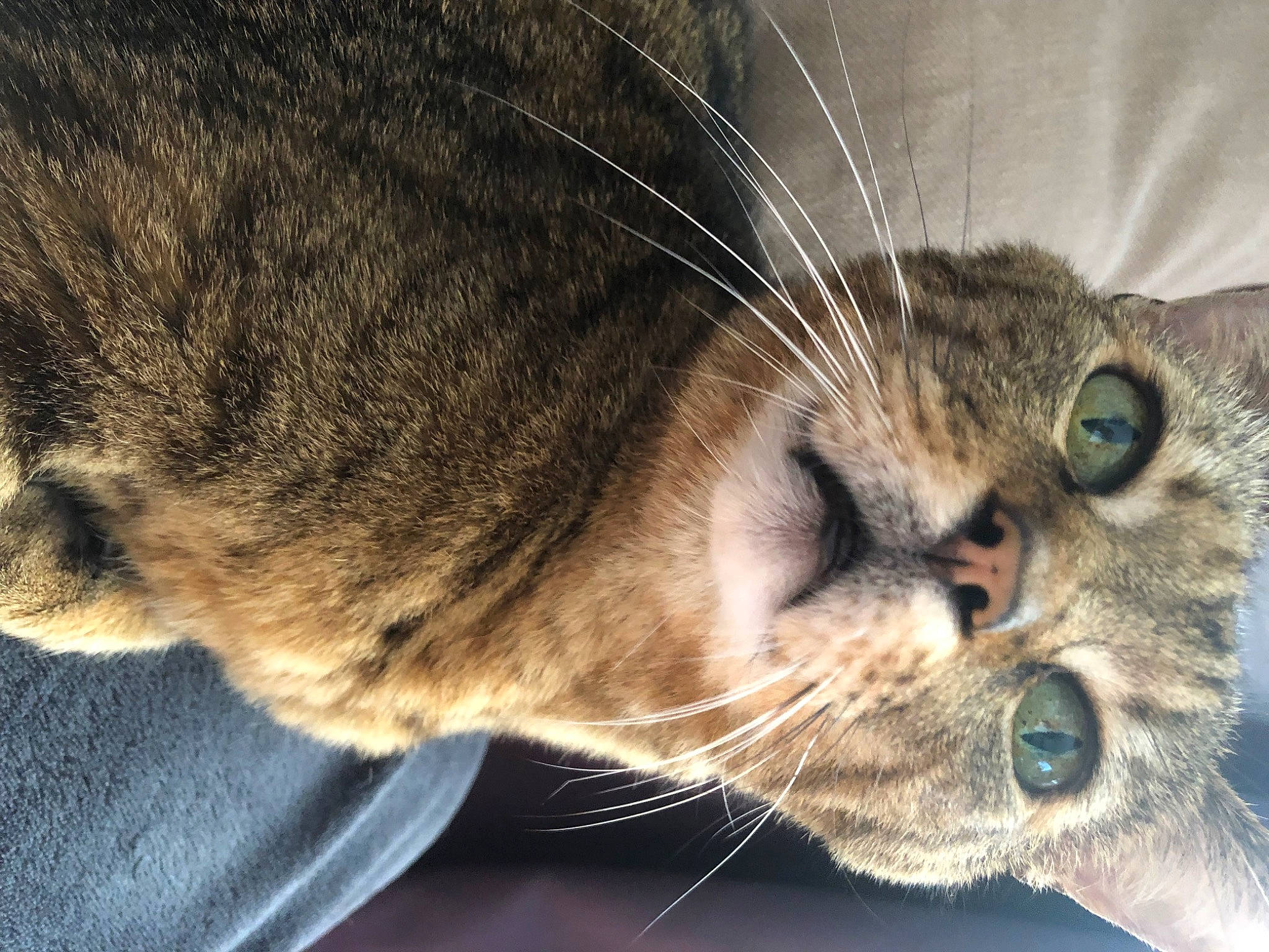 Léon a rejoint le concours — aidez-le/la à gagner de superbes lots ! carnivore, cat, claw, close_up, domestic_short_haired_cat, ear, eye, felidae, fur, head, iris, organism, paw, sleep, small_to_medium_sized_cats, snout, tail, terrestrial_animal, whiskers, wildlife