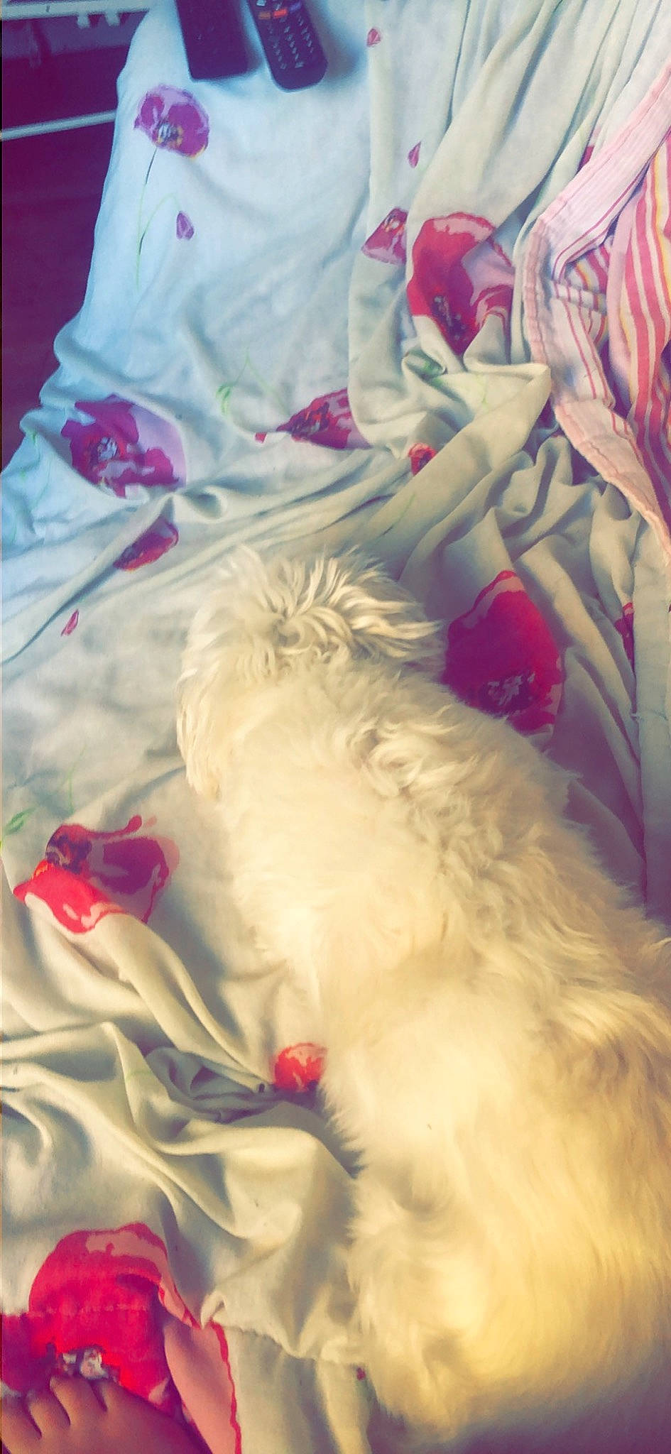 Wattson a rejoint le concours — aidez-le/la à gagner de superbes lots ! bed_sheet, bedding, carmine, carnivore, comfort, companion_dog, dog, dog_breed, felidae, fur, linens, magenta, pattern, paw, sleeve, small_to_medium_sized_cats, tail, textile, toy_dog, whiskers