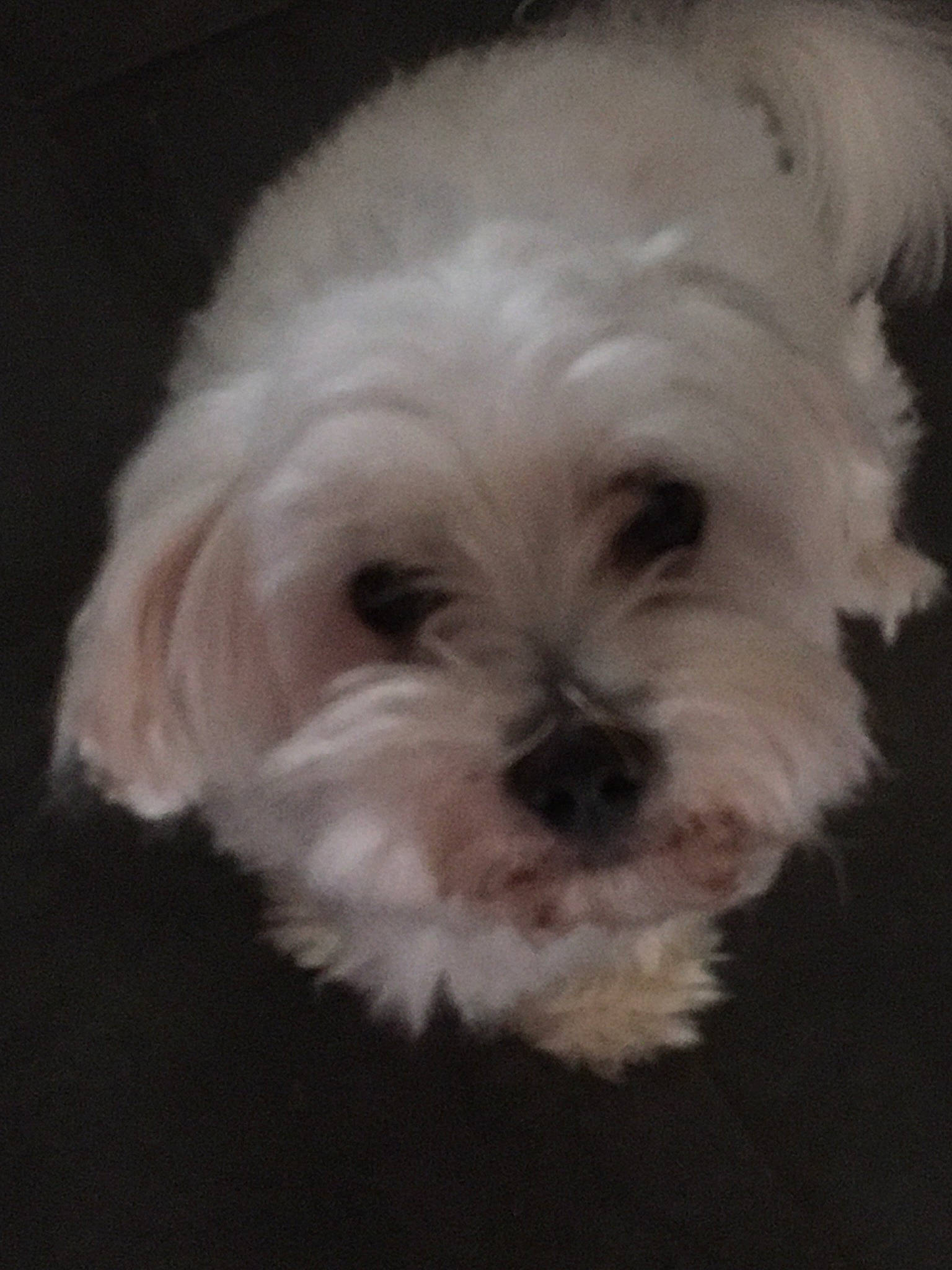 Wattson a rejoint le concours — aidez-le/la à gagner de superbes lots ! canidae, carnivore, cloud, companion_dog, dog, dog_breed, eye, fur, liver, mal_shi, plant, shih_poo, shih_tzu, small_terrier, snout, sporting_group, terrier, toy_dog, water_dog, working_animal