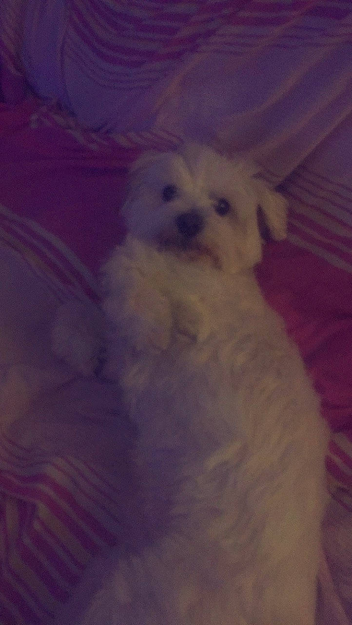 Wattson a rejoint le concours — aidez-le/la à gagner de superbes lots ! canidae, carnivore, companion_dog, dog, dog_breed, fur, maltepoo, non_sporting_group, snout, snow, sporting_group, toy_dog, working_animal