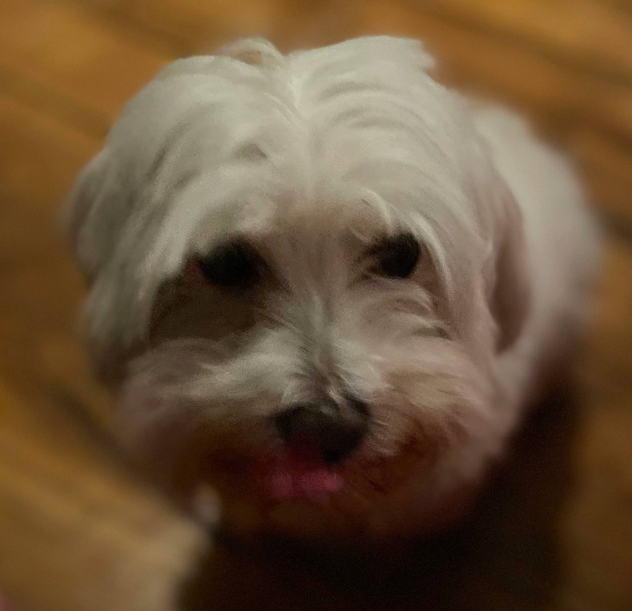 Wattson a rejoint le concours — aidez-le/la à gagner de superbes lots ! canidae, carnivore, companion_dog, dog, dog_breed, fur, liver, mal_shi, plant, poodle_crossbreed, puppy_love, shih_poo, small_terrier, sporting_group, terrier, toy_dog, water_dog, wood, working_animal, yorkipoo