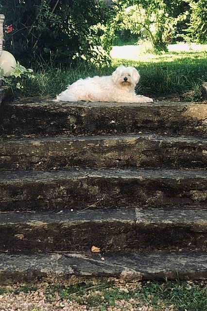 Wattson participe au concours pour gagner de l'argent avec cette photo : canidae, carnivore, companion_dog, dog, dog_breed, fawn, garden, grass, mammal, plant, road_surface, shrub, soil, stairs, tail, terrier, tints_and_shades, toy_dog, tree, working_animal