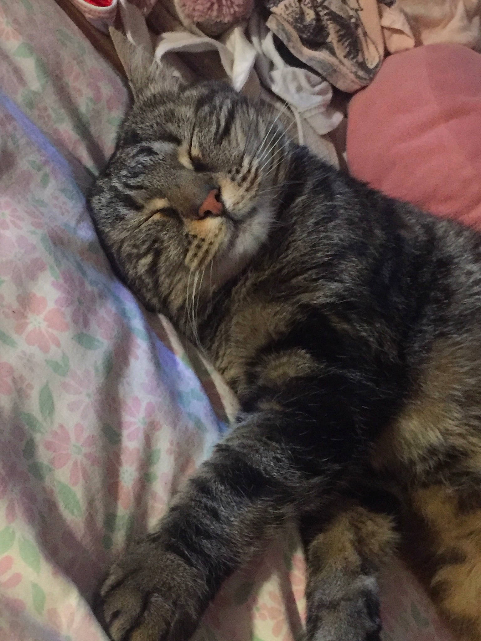 Loukoum participe au concours pour gagner de l'argent avec cette photo : carnivore, cat, claw, comfort, domestic_short_haired_cat, felidae, fur, paw, small_to_medium_sized_cats, snout, tail, terrestrial_animal, whiskers