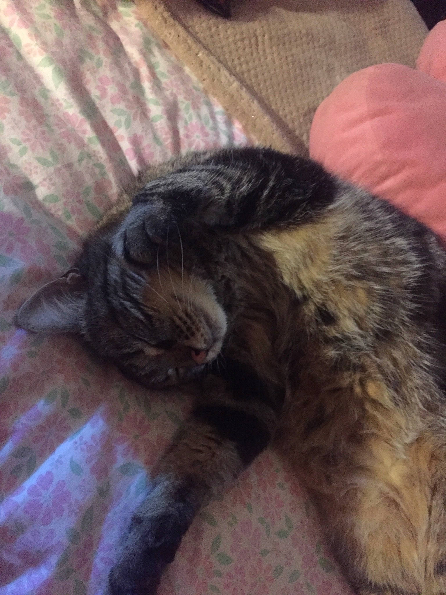 Loukoum a rejoint le concours — aidez-le/la à gagner de superbes lots ! black_cat, canidae, carnivore, cat, claw, comfort, companion_dog, dog_breed, domestic_short_haired_cat, ear, felidae, fur, hardwood, paw, small_to_medium_sized_cats, sporting_group, tail, terrestrial_animal, whiskers, wood