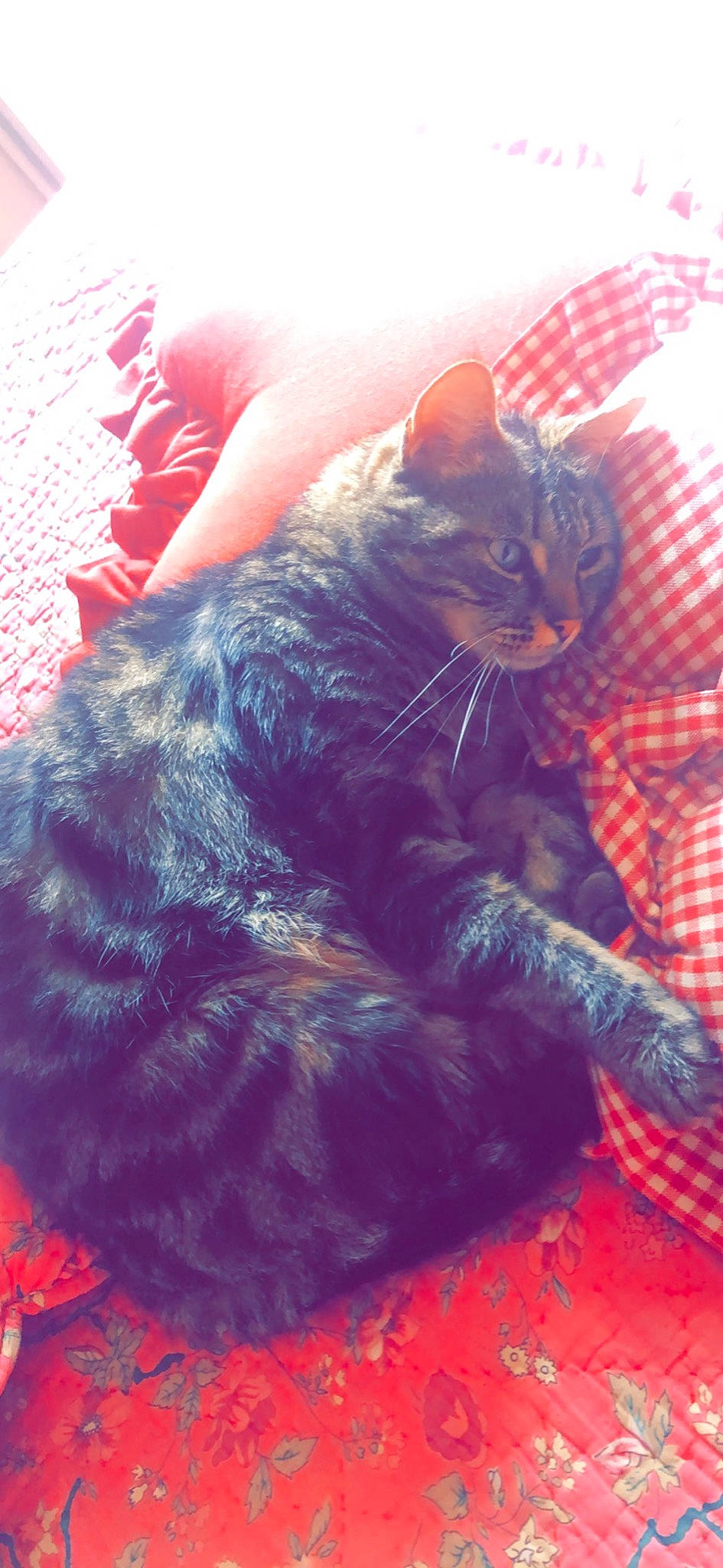 Loukoum participe au concours pour gagner de l'argent avec cette photo : carnivore, cat, cloud, comfort, domestic_short_haired_cat, electric_blue, felidae, fur, happy, lap, paw, plant, sky, small_to_medium_sized_cats, square, tail, tartan, textile, whiskers, window