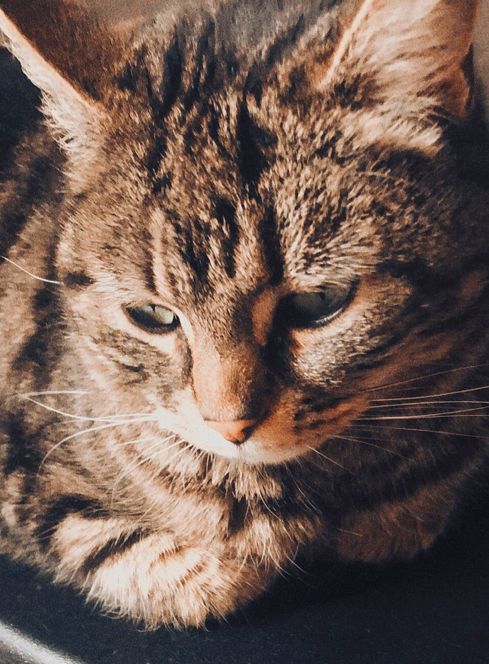 Loukoum a rejoint le concours — aidez-le/la à gagner de superbes lots ! carnivore, cat, domestic_short_haired_cat, felidae, fur, grass, lynx, paw, sky, small_to_medium_sized_cats, snout, terrestrial_animal, whiskers, wildlife, window