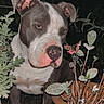 Tayron a rejoint le concours — aidez-le/la à gagner de superbes lots ! dog, pitbull, plant, potted_plant, outdoor, night, animal, canine, pet, fur, ears, snout, leaf, soil, nature, closeup, portrait, quiet, brown_pot, curious