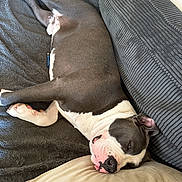 Tayron participe au concours pour gagner de l'argent avec cette photo : dog, resting, couch, blanket, indoor, pet, canine, fur, sleepy, comfort, relaxation, living_room, domestic_animal, paw, head, snout, ear, white, gray, soft