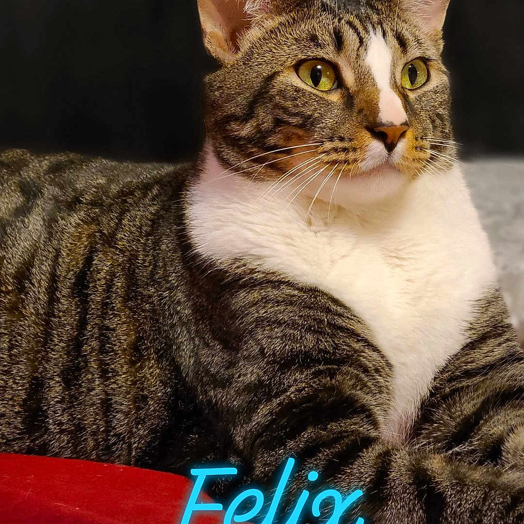 Felix is registered to the contest to win money with this photo: abyssinian, angora, animal, book, cat, egyptiancat, envelope, greetingcard, kitten, mail, manx, pet, photography, publication, text