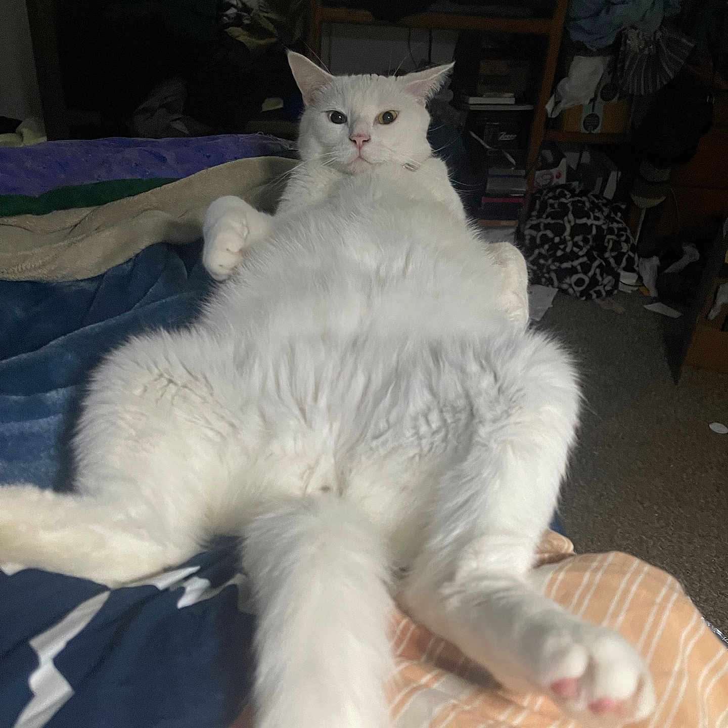 Coco
