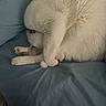 Coco is registered to the contest to win money with this photo: cat, white_cat, fluffy, pet, animal, grooming, sleeping, relaxed, curled_up, paws, whiskers, ears, fur, blue_blanket, indoors, bed, cozy, cute, portrait, photography